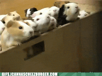 When the sysadmin finally gave us root access