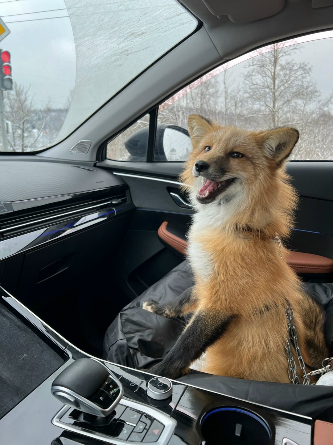 Fox with improved fur