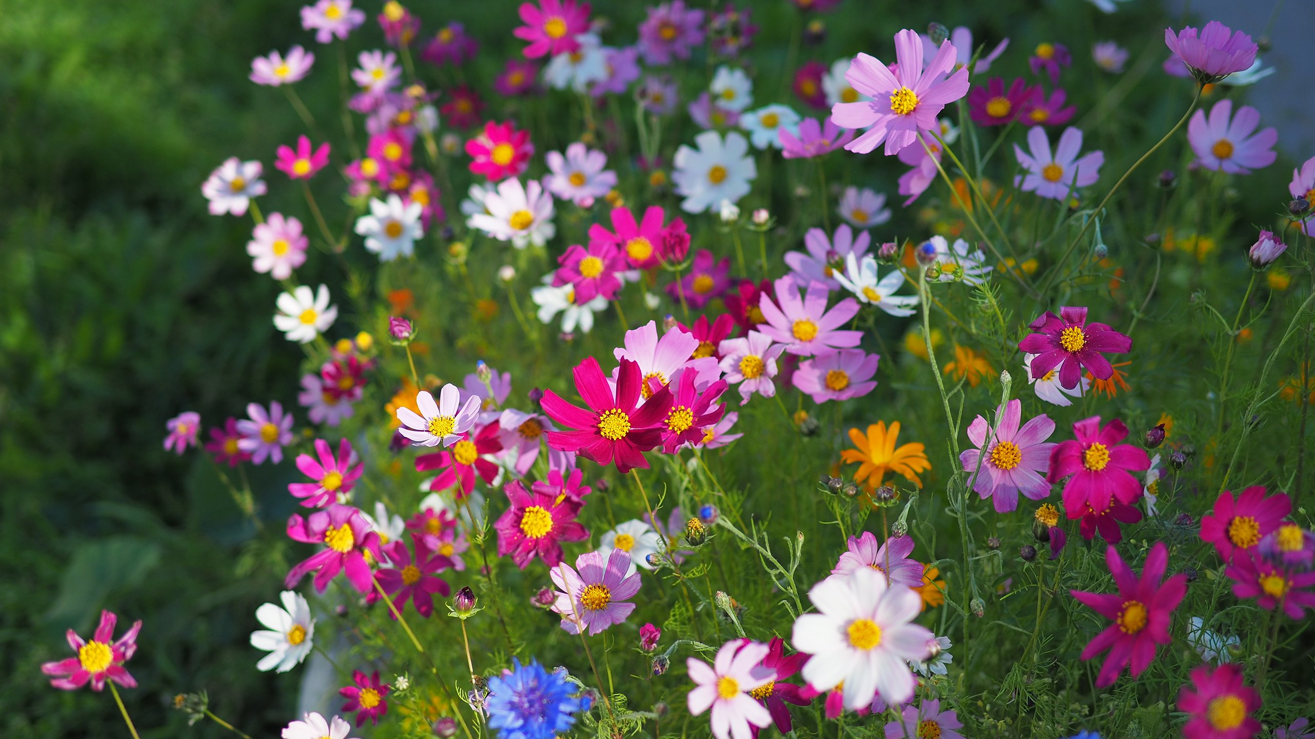Cosmos flowers are so cute