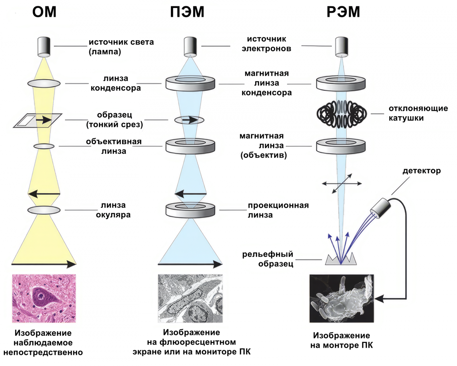 Comparison of optical, TEM, and SEM microscopy