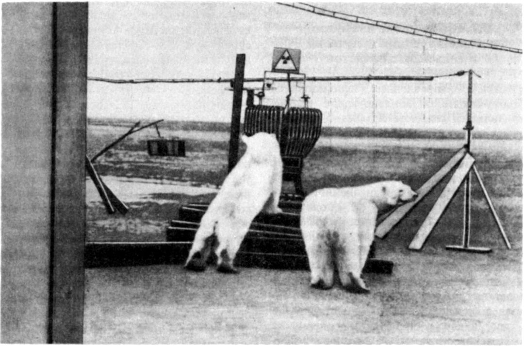 Polar bears meet the peaceful atom. In the photo: RTG model Efir-MA powering a radio beacon on the Northern Sea Route