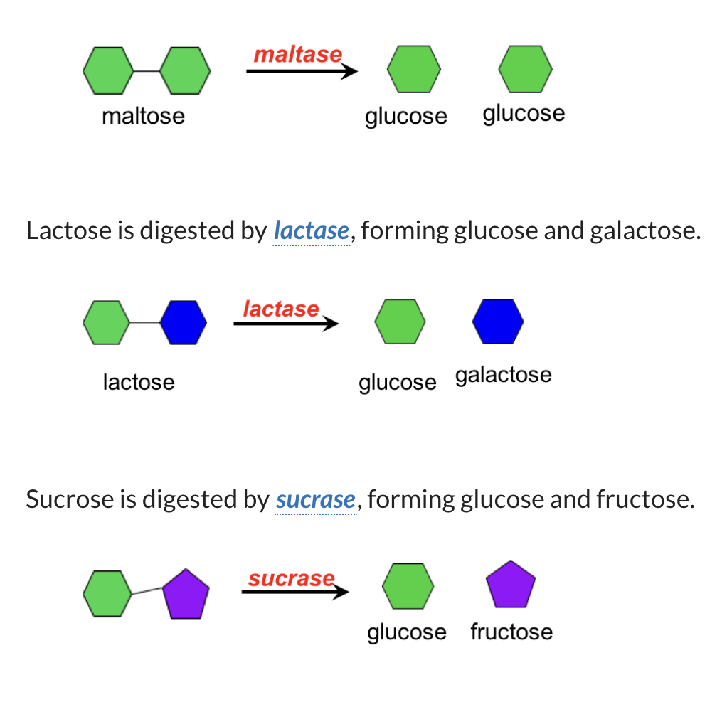 Carbohydrate metabolism diagram