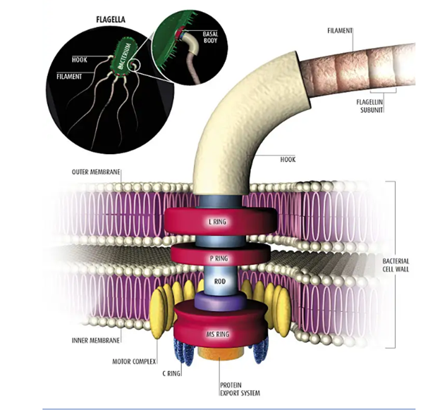 Eye evolution stages from photoreceptor patch to full vertebrate eye