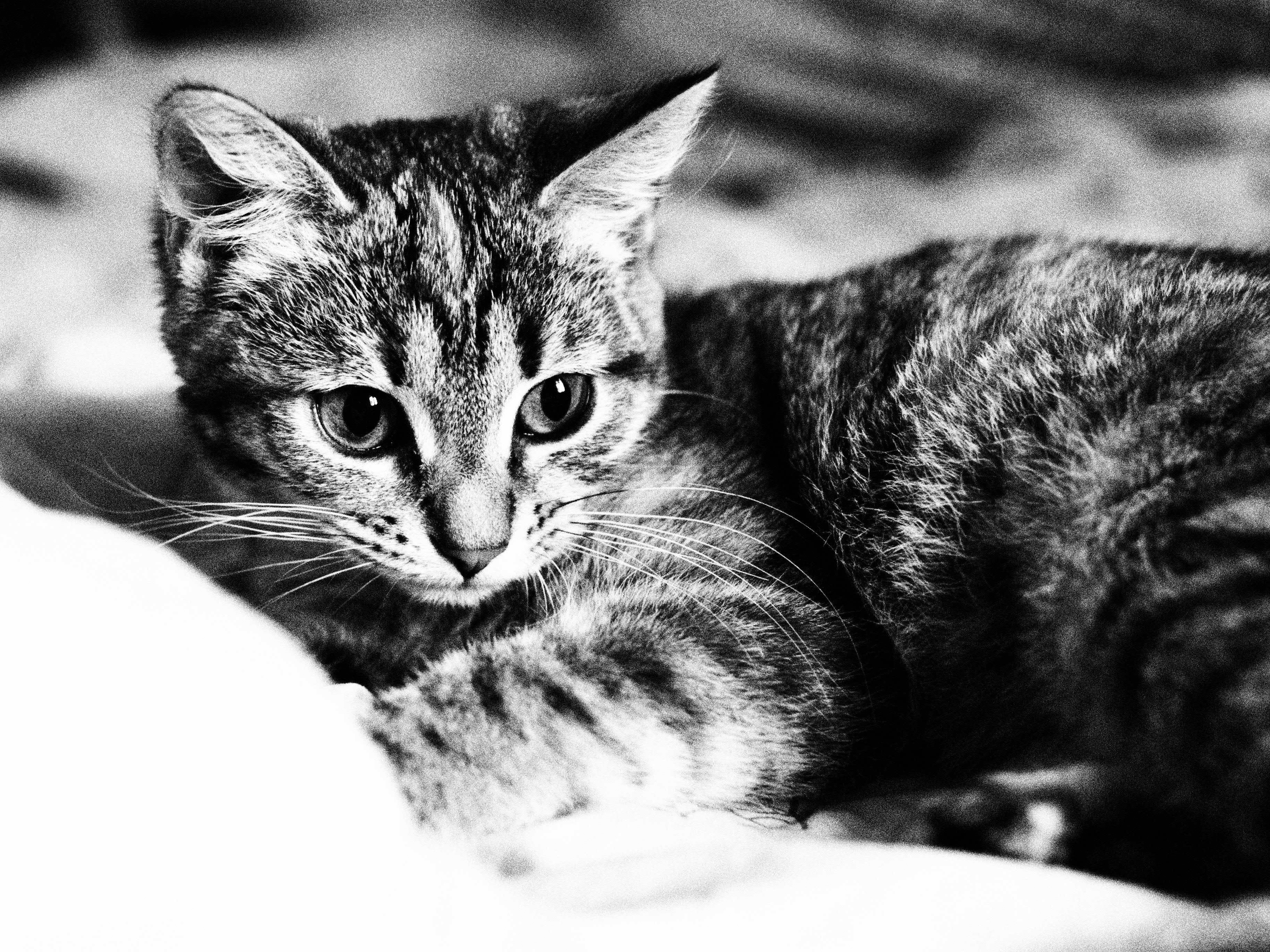 High contrast B&W mode example