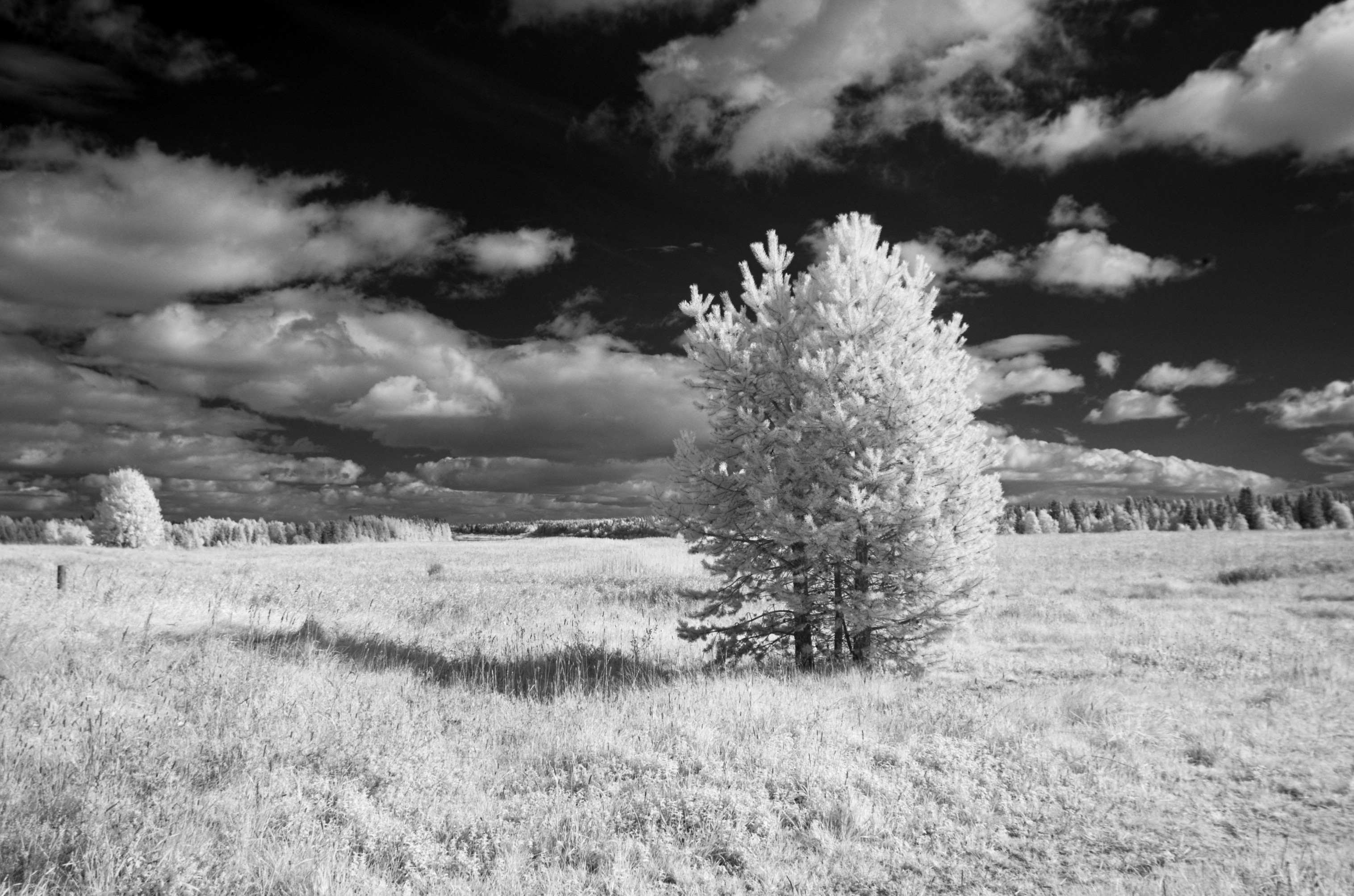 IR-converted Nikon D70