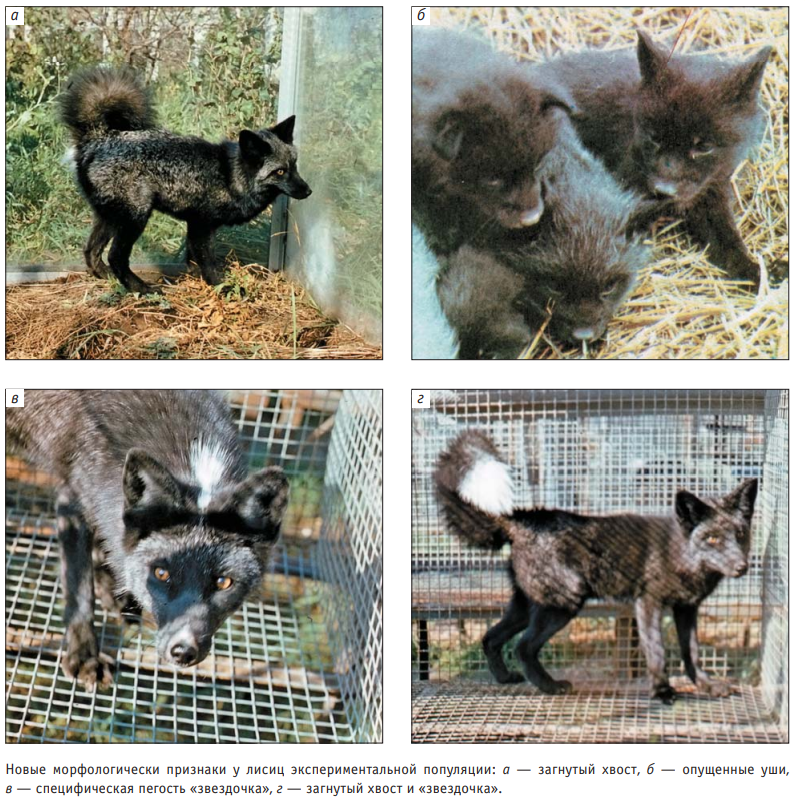 Fox with white star marking