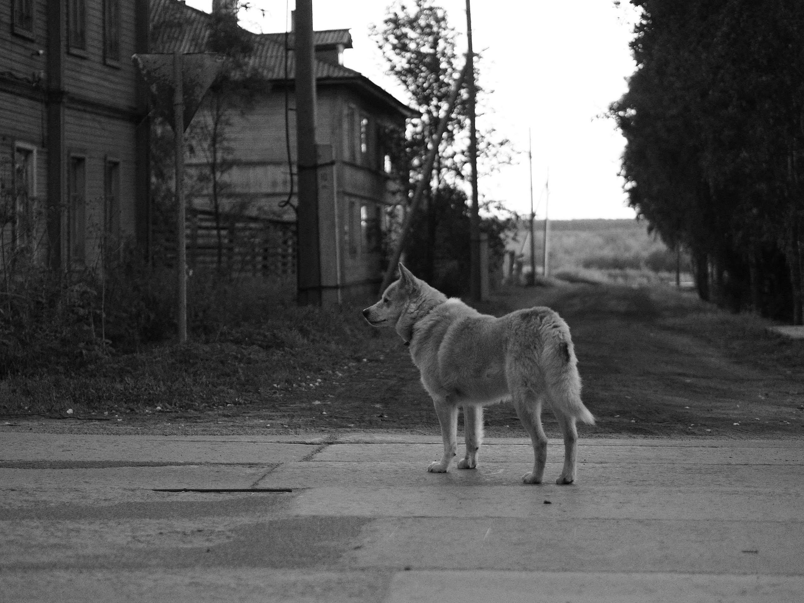 Olympus B&W mode example