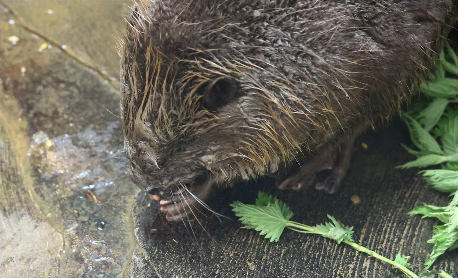 Research quote on biodiversity