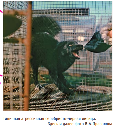 Fox with curled tail