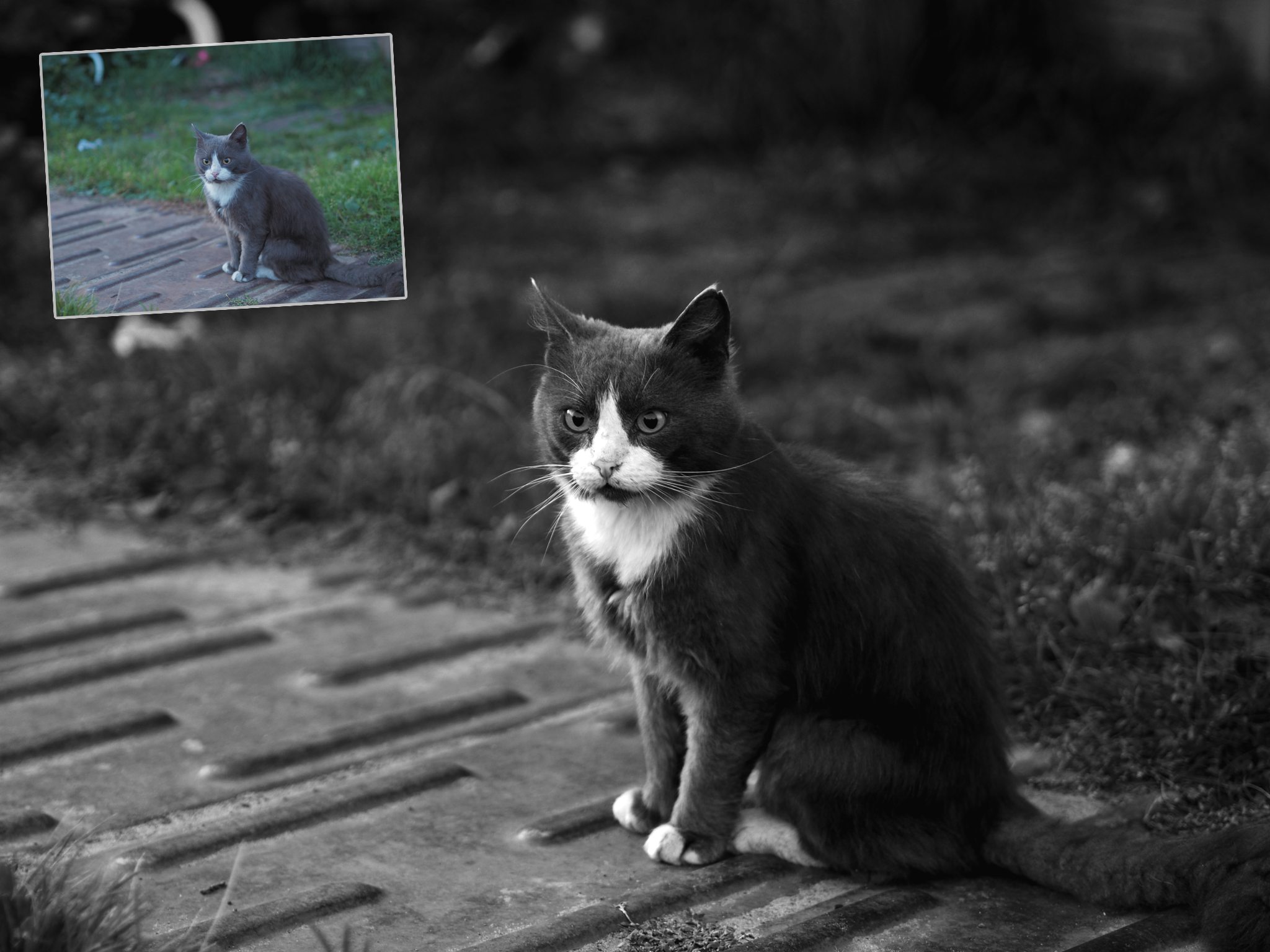 Before monochrome transformation