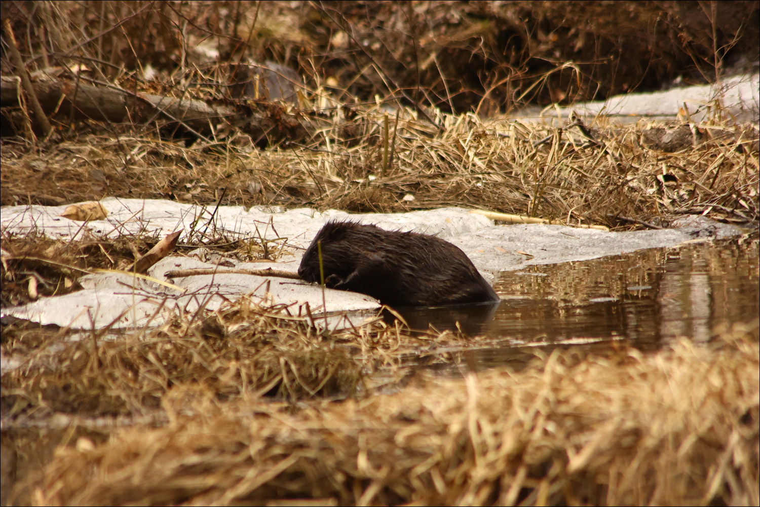 Illustration from Animal Life showing how beavers fell trees