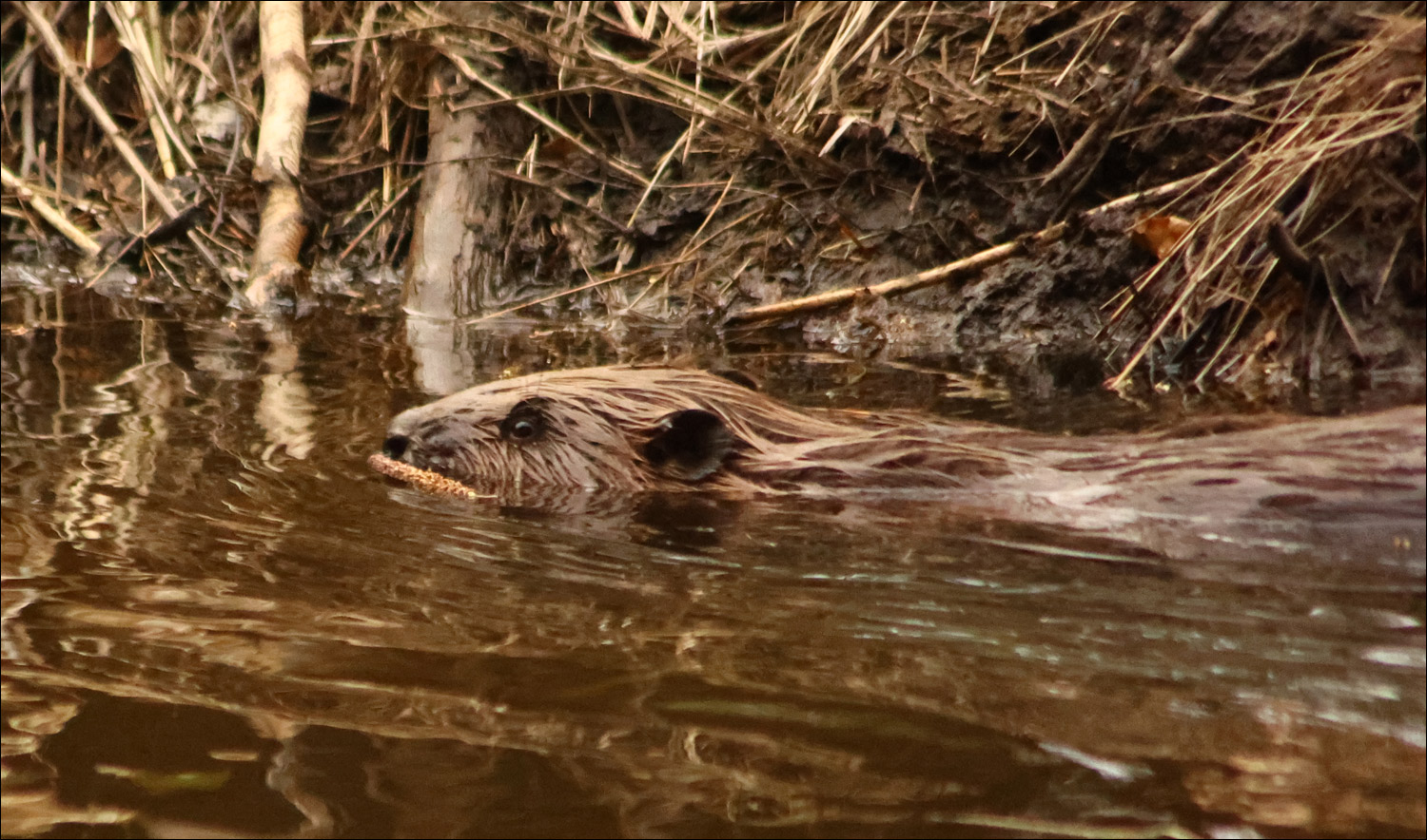 Beaver dam in the wild