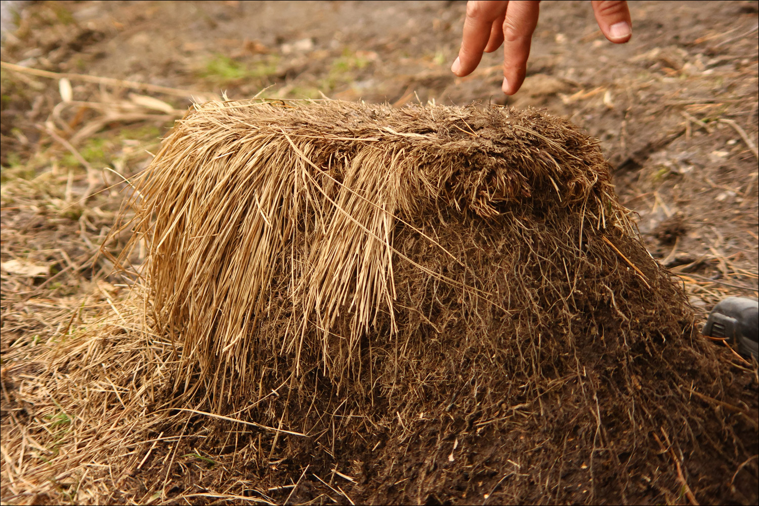 Historical beaver trapping