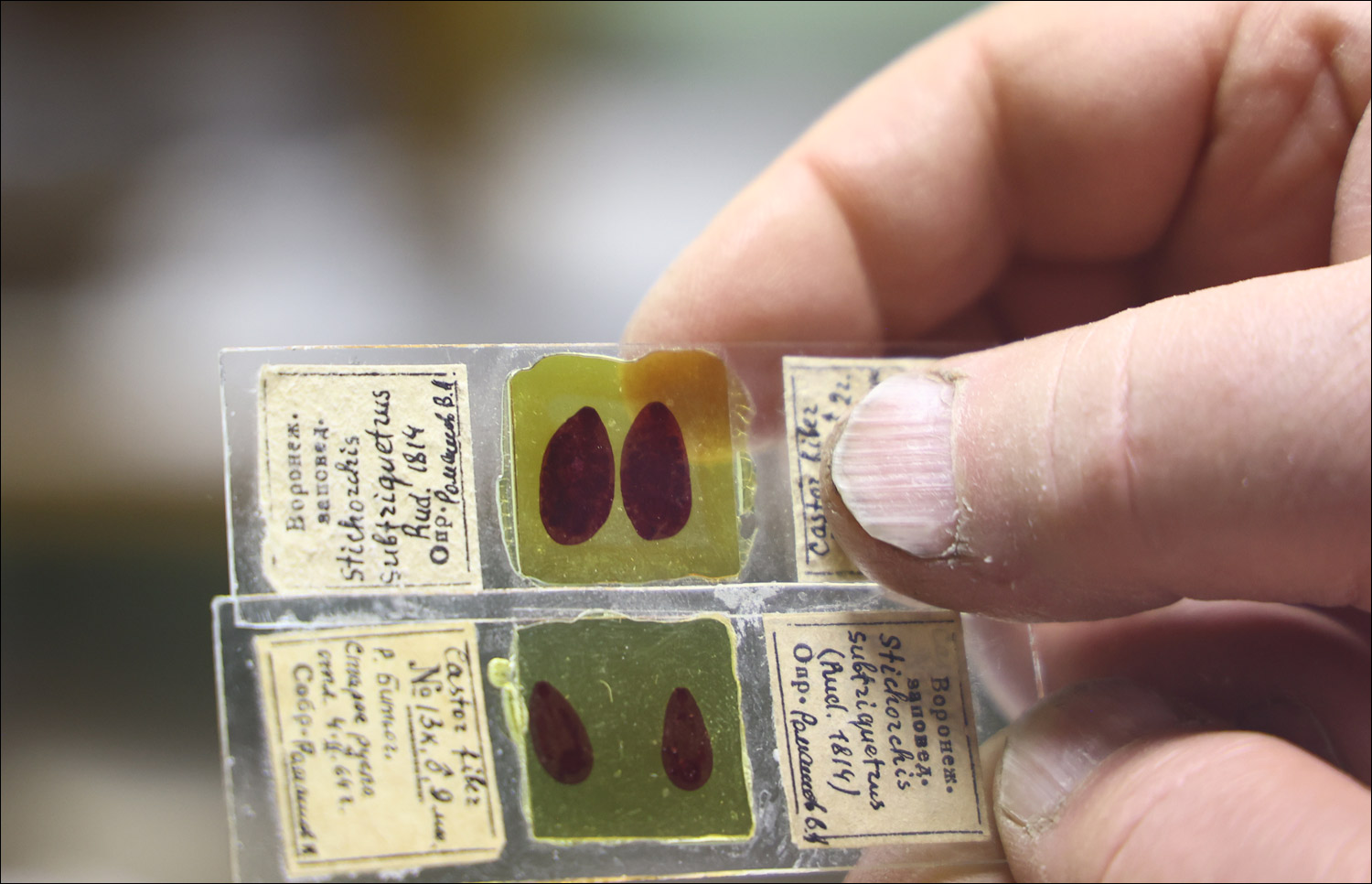 Backup dam downstream