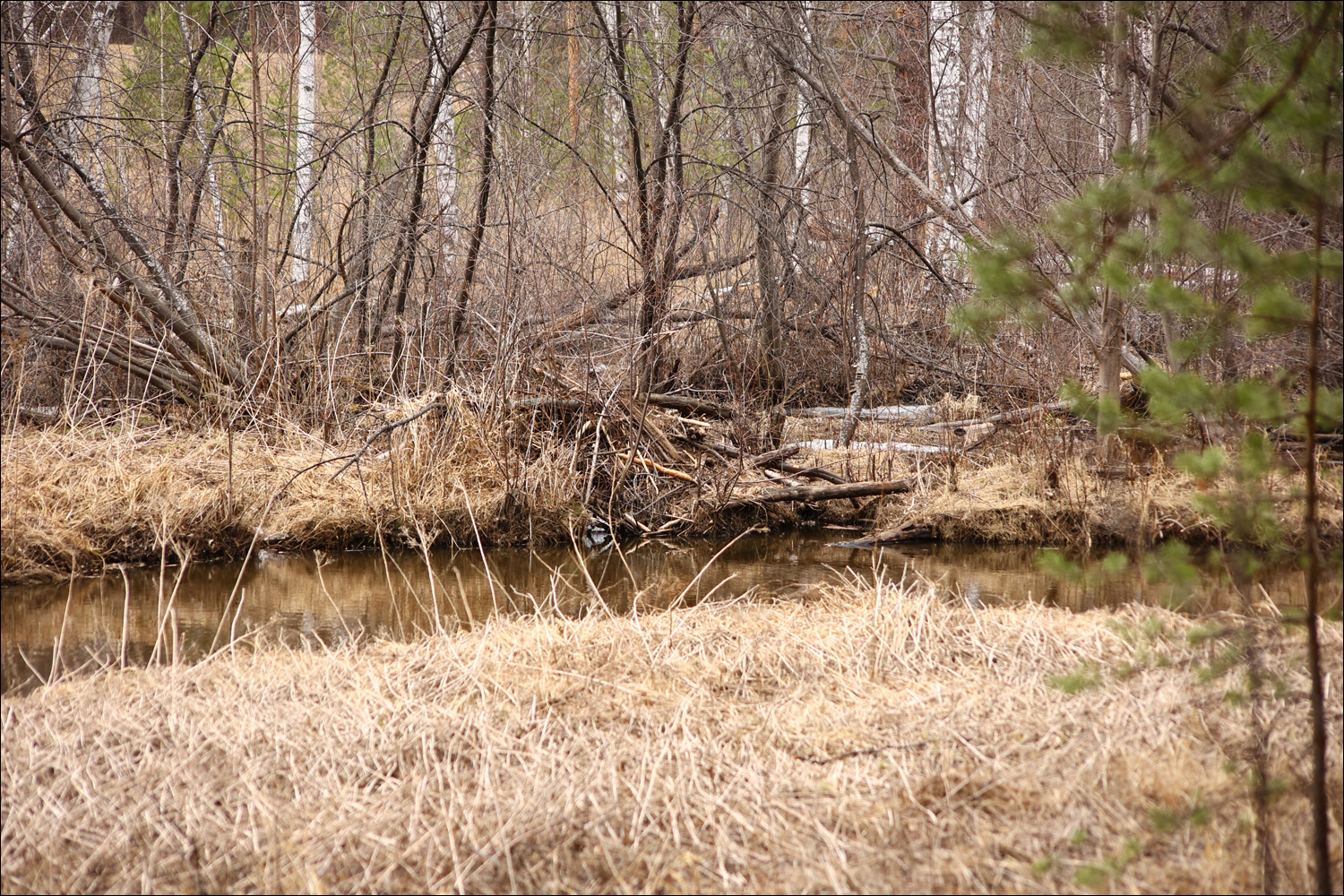 Typical beaver lodge at Losiny Ostrov