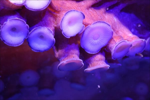 Disassembling the Octopus