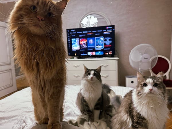 How I Battled a Chinese Smart Cat Toilet