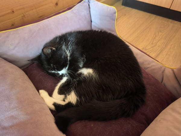 How I Built an App for My Diabetic Cat in 5 Days with Claude (And Accidentally Started a Startup)