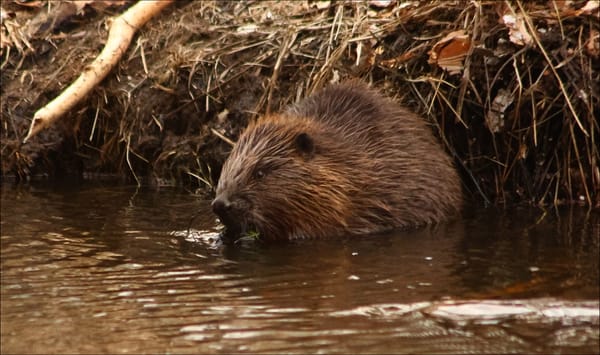 Deconstructing Beavers: Wild Terraforming Engineers in Action