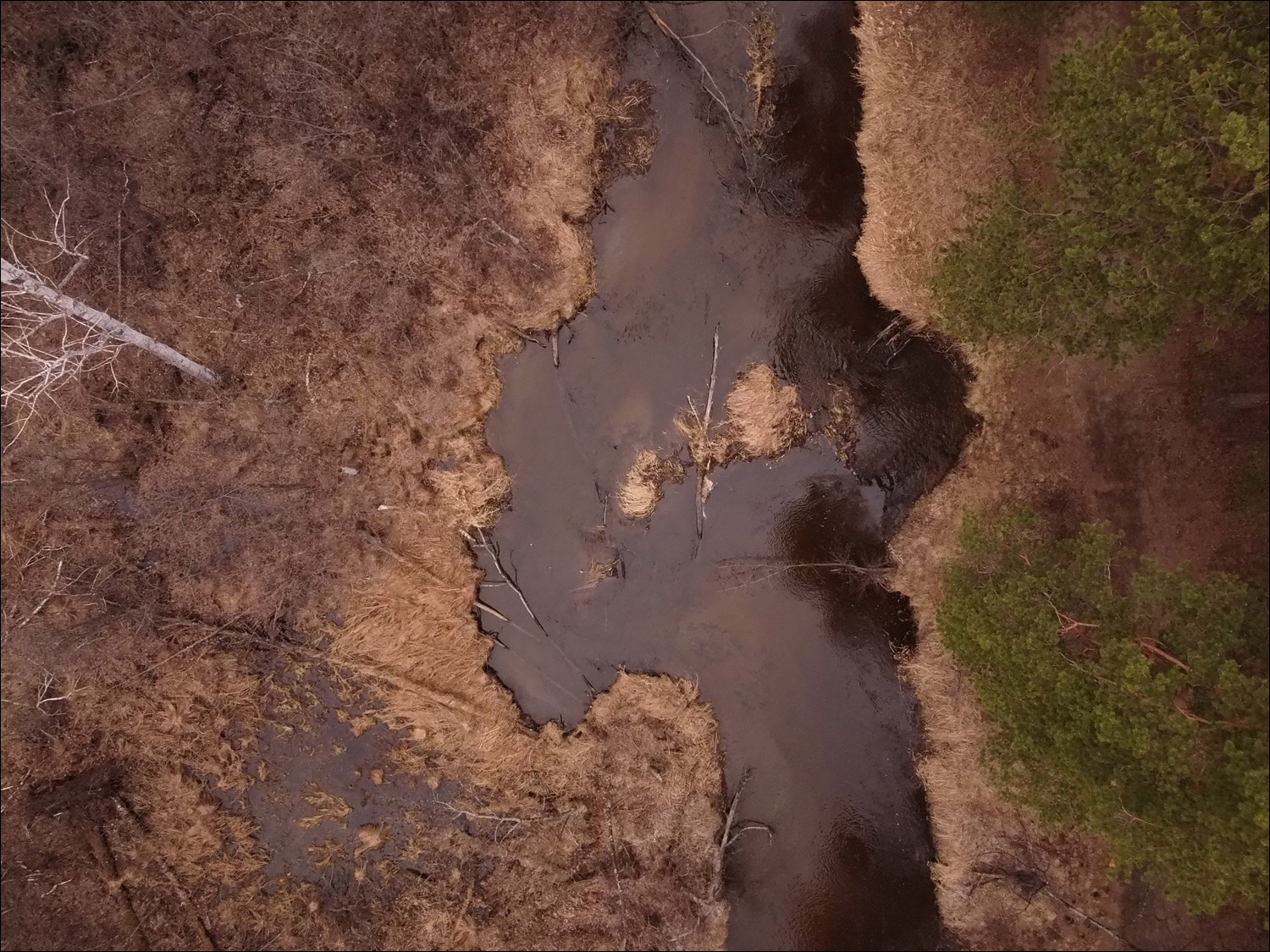 Close-up of beaver teeth and gnawed wood