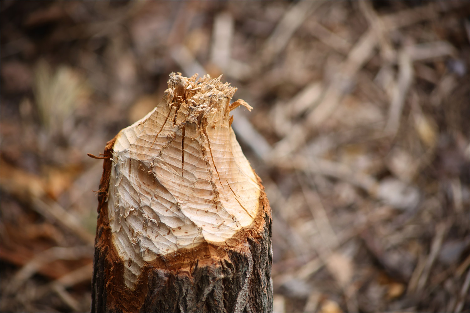Beaver feeding station