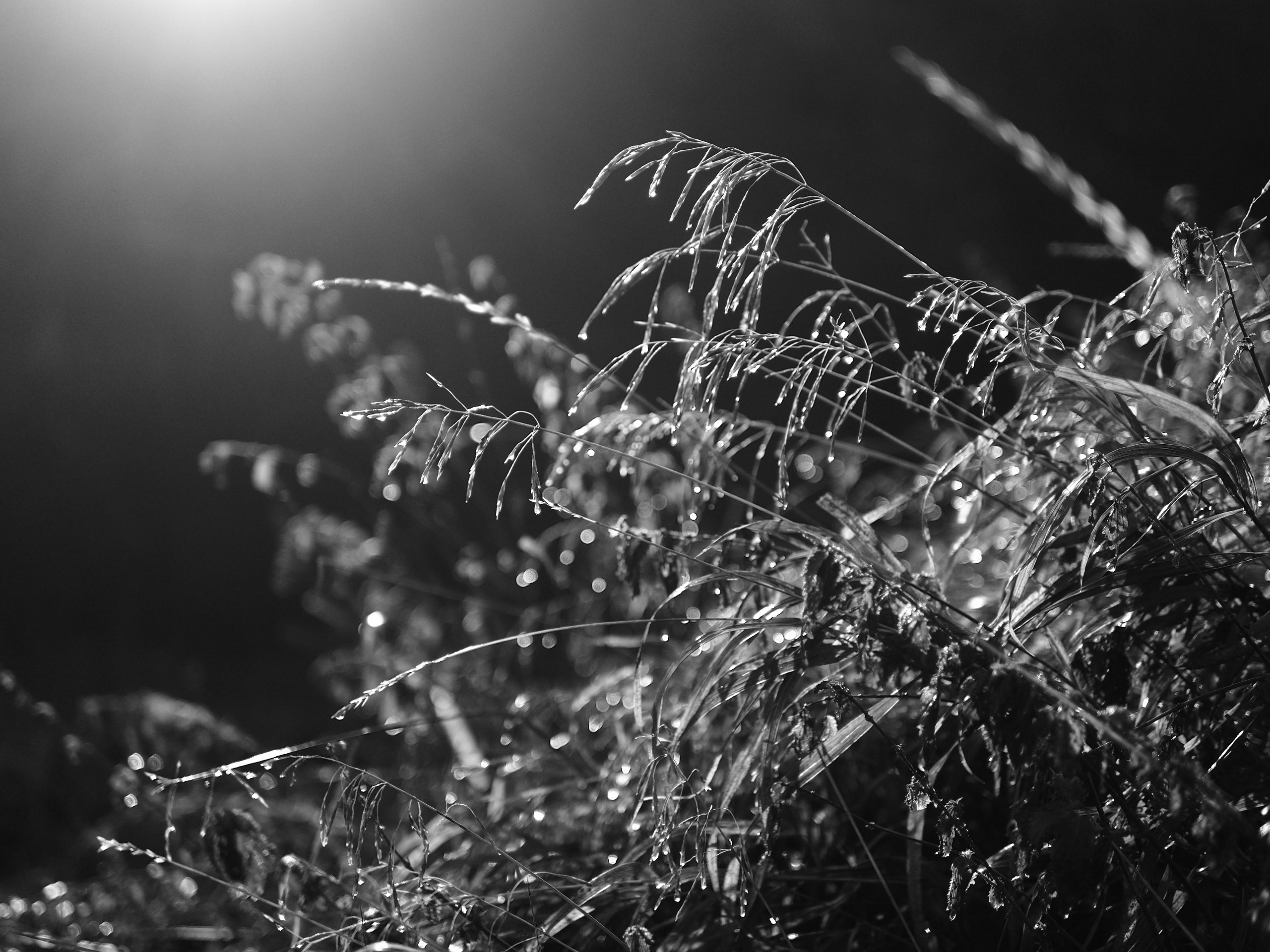 Standard B&W mode settings