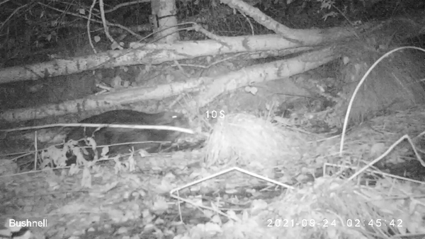 Double claw on beaver's hind foot used for grooming